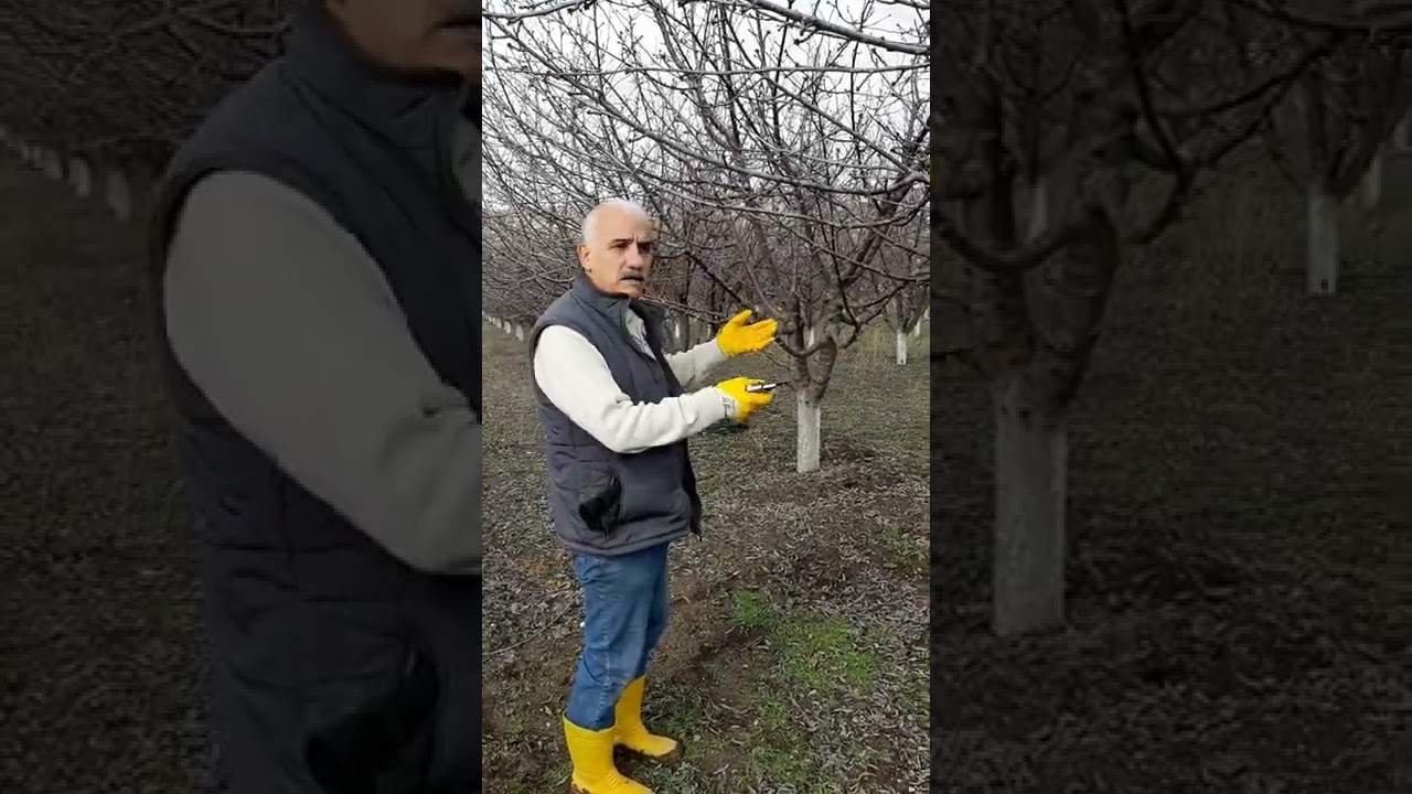 KİRAZ KİRAZ BUDAMASI İBRAHİM ERTEĞİ KİRAZ BUDAMASI