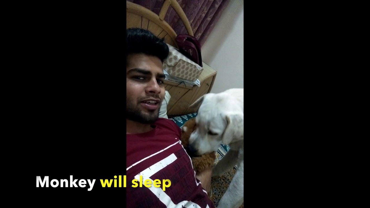 Labrador Dog Getting Jealous From A Toy | Indian Born Yellow lab | Max |