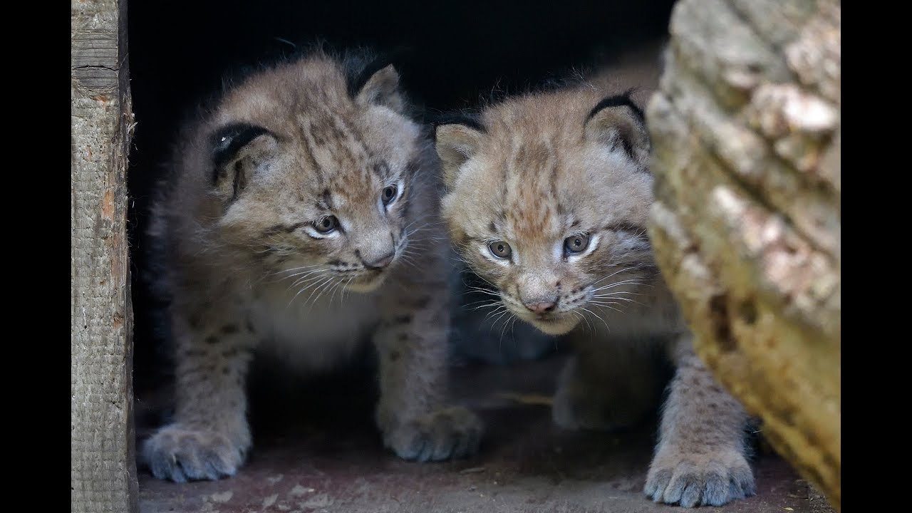 Luchs-Zwillinge geboren I Tiergarten Schönbrunn