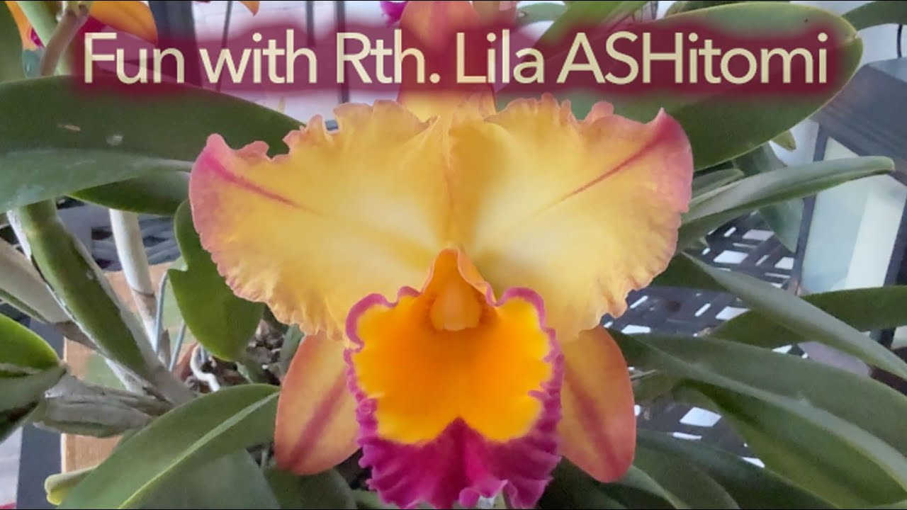 Развлечения с Rth. Лила Ашитоми