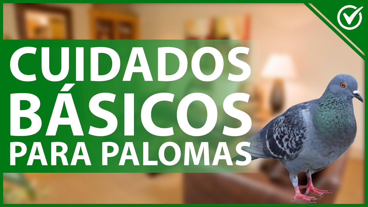 🕊 &iquest;C&oacute;mo es tener una PALOMA de MASCOTA? - Cuidados b&aacute;sicos y caracter&iacute;sticas 🕊