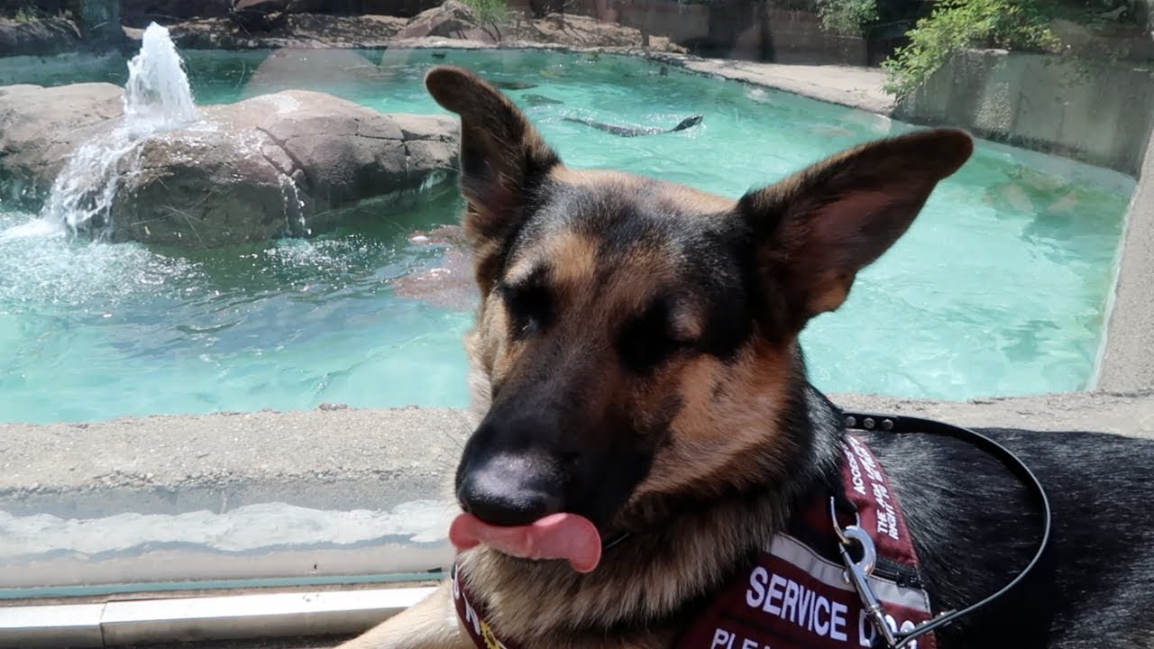 the zoo w/ a service dog 6/7/20
