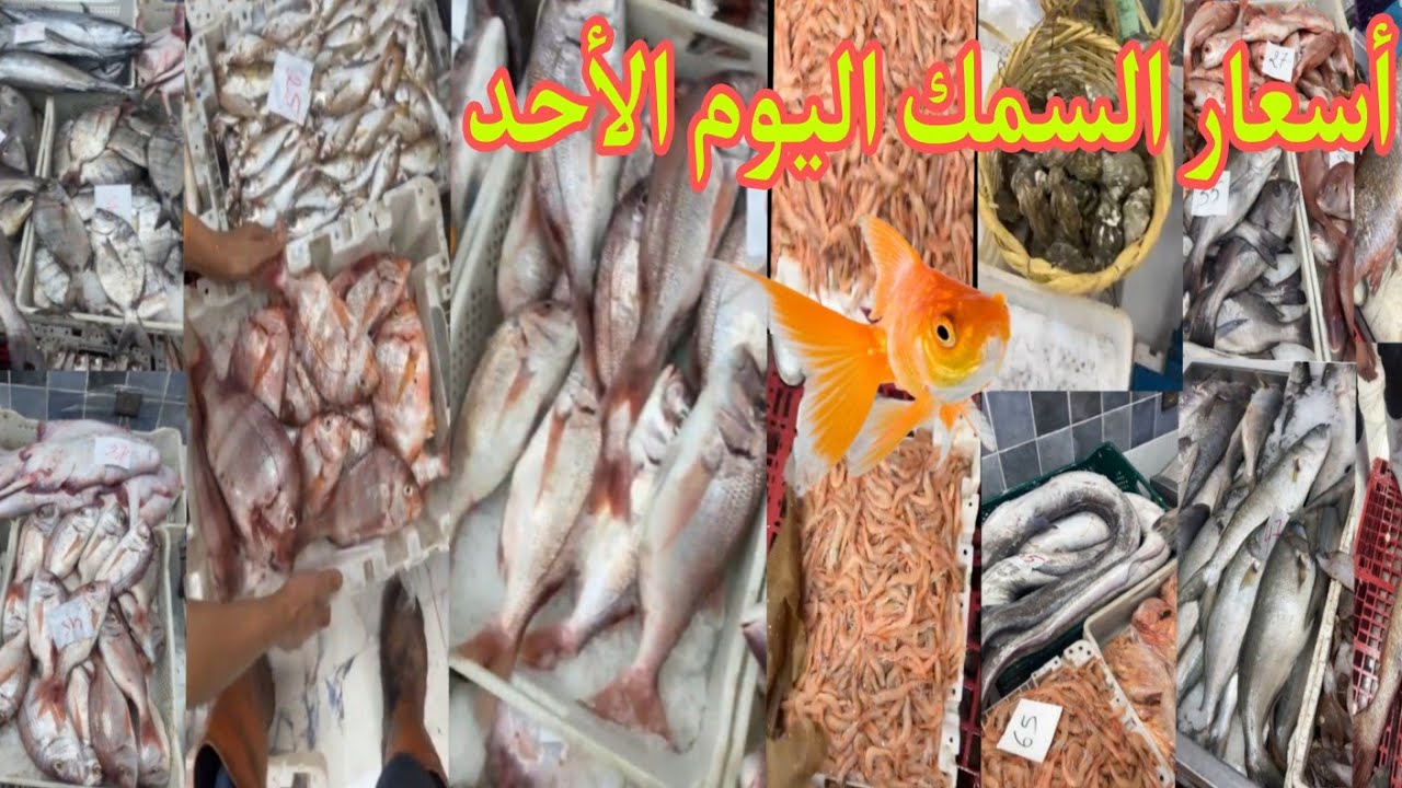 ثمن السمك بالمغرب🐠🦐اليوم الاحد 25 يناير 2026#المغرب🇲🇦#سوق_المغرب☎️ارقام توصيل في وصف👇👇#سوق_اكادير