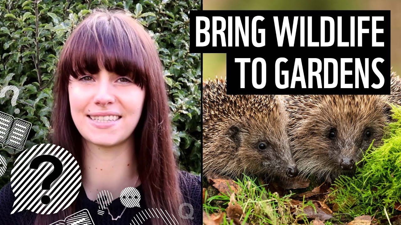 How to bring wildlife into your garden | WWF