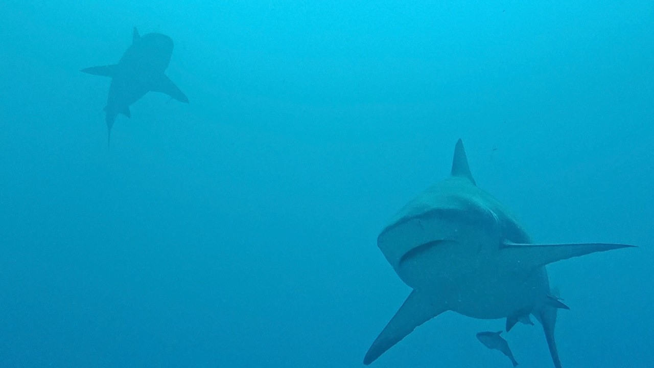 Best of shark diving near Playa del Carmen, Mexico