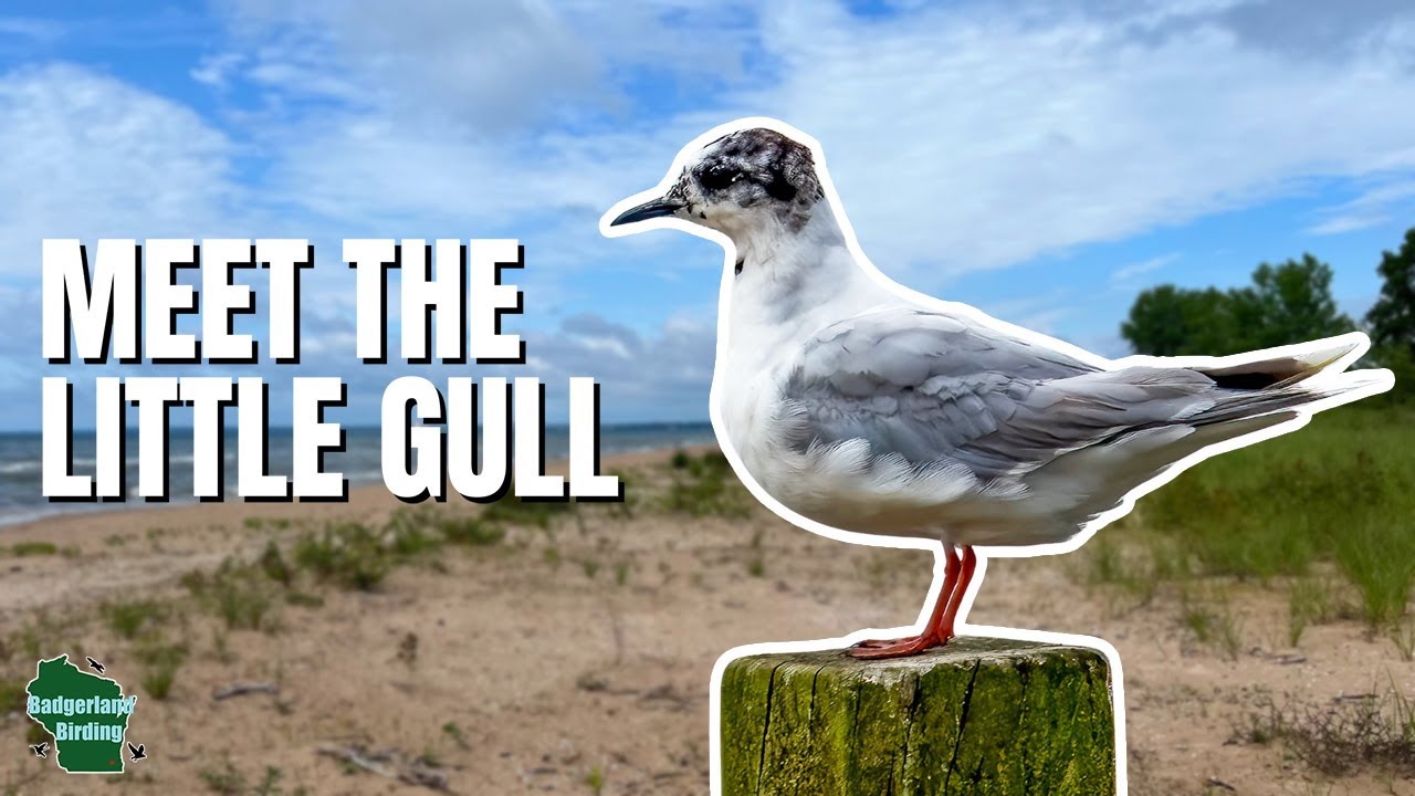 We Found the Smallest Seagull in the World!