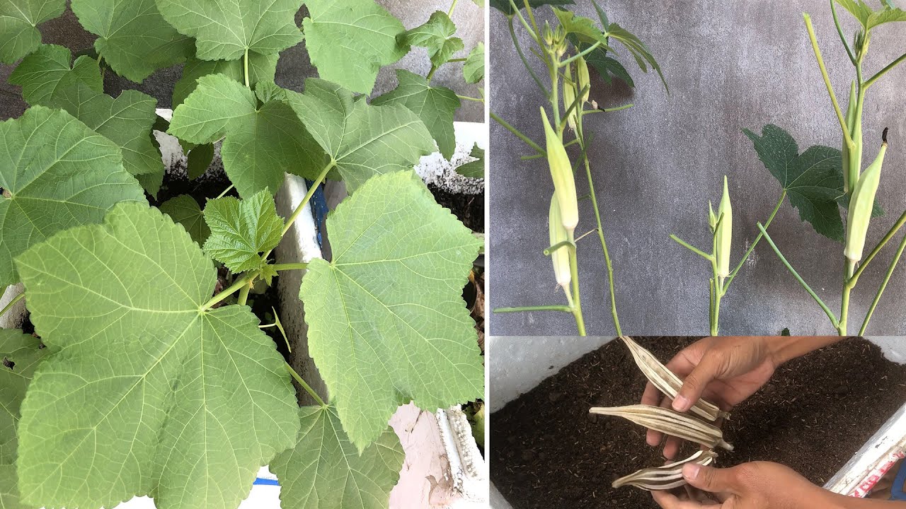 Growing Okra from Seeds to Harvest in foam container at home