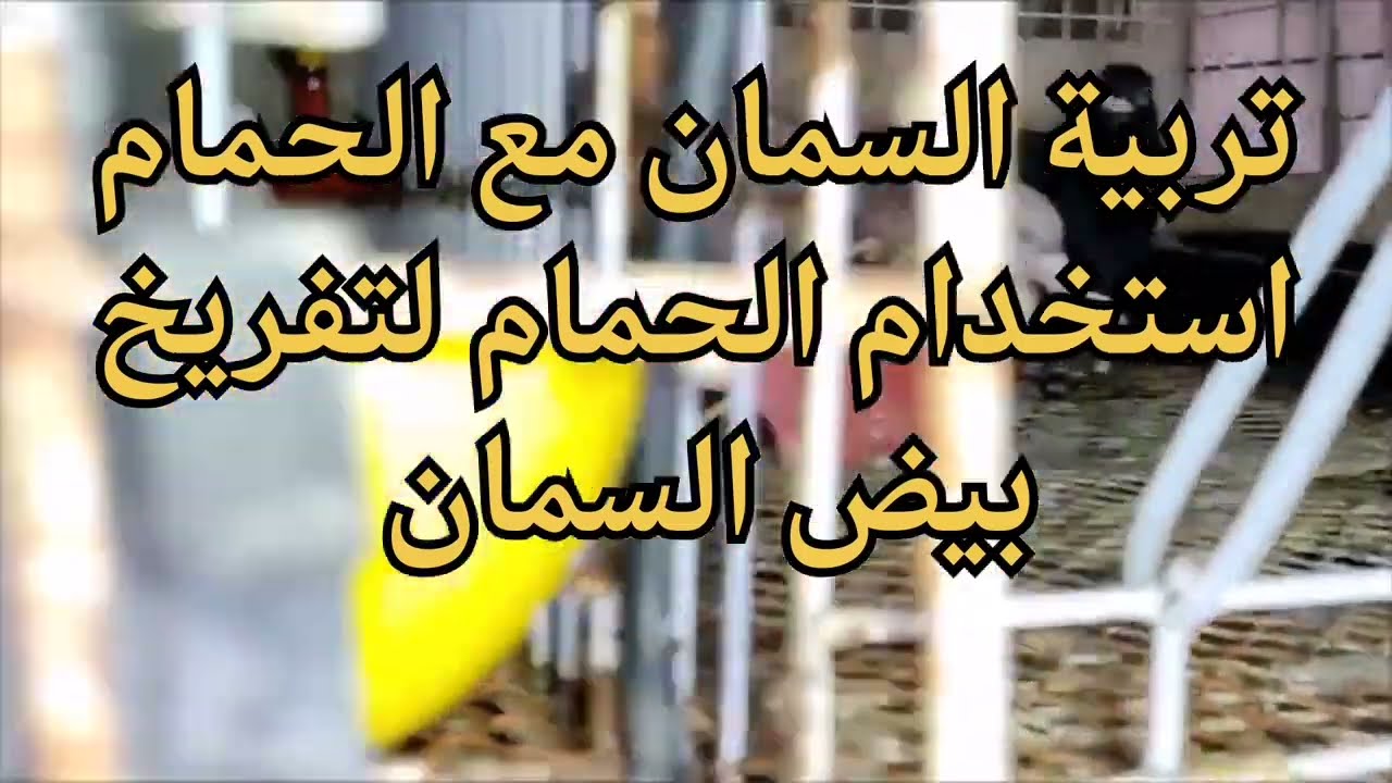 تربية السمان مع الحمام و تفقيس بيض السمان تحت الحمام