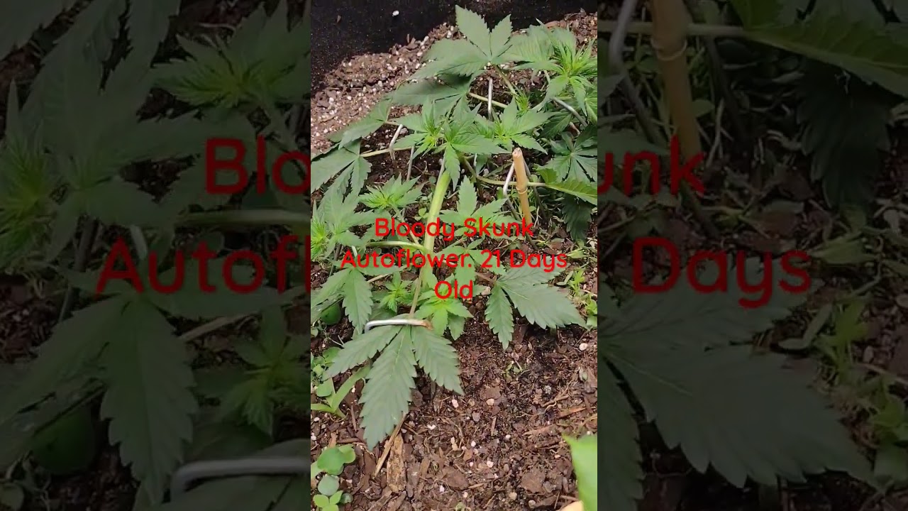 Bloody Skunk Auto