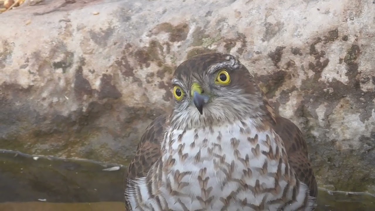 Esparver - Gavil&aacute;n  Vallbona de les monges Accipiter gentilis