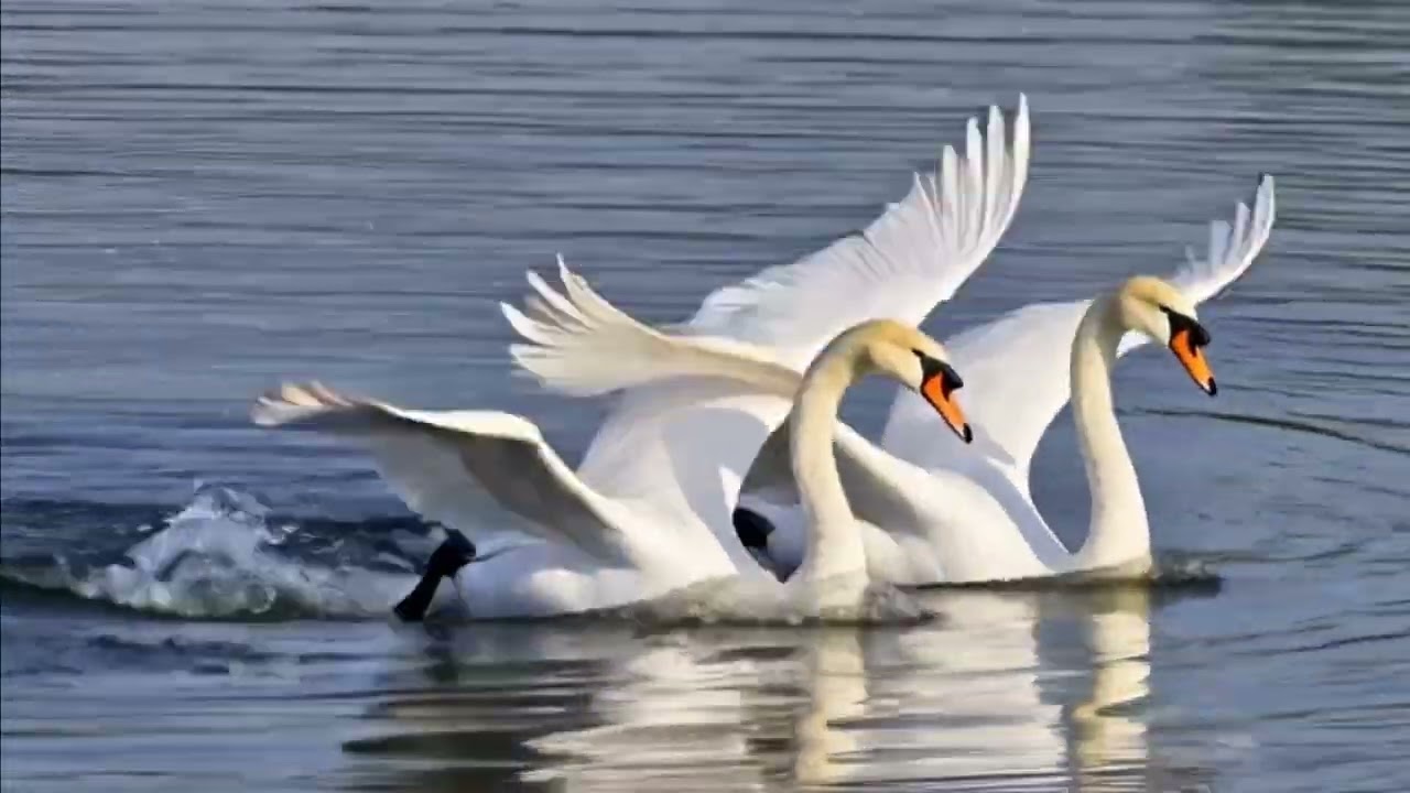백조의 호수2