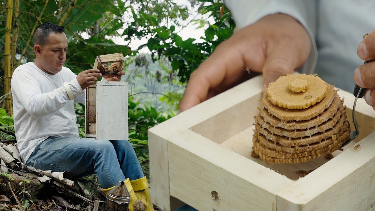 Aprende a realizar una división de ABEJAS ANGELITAS 🐝