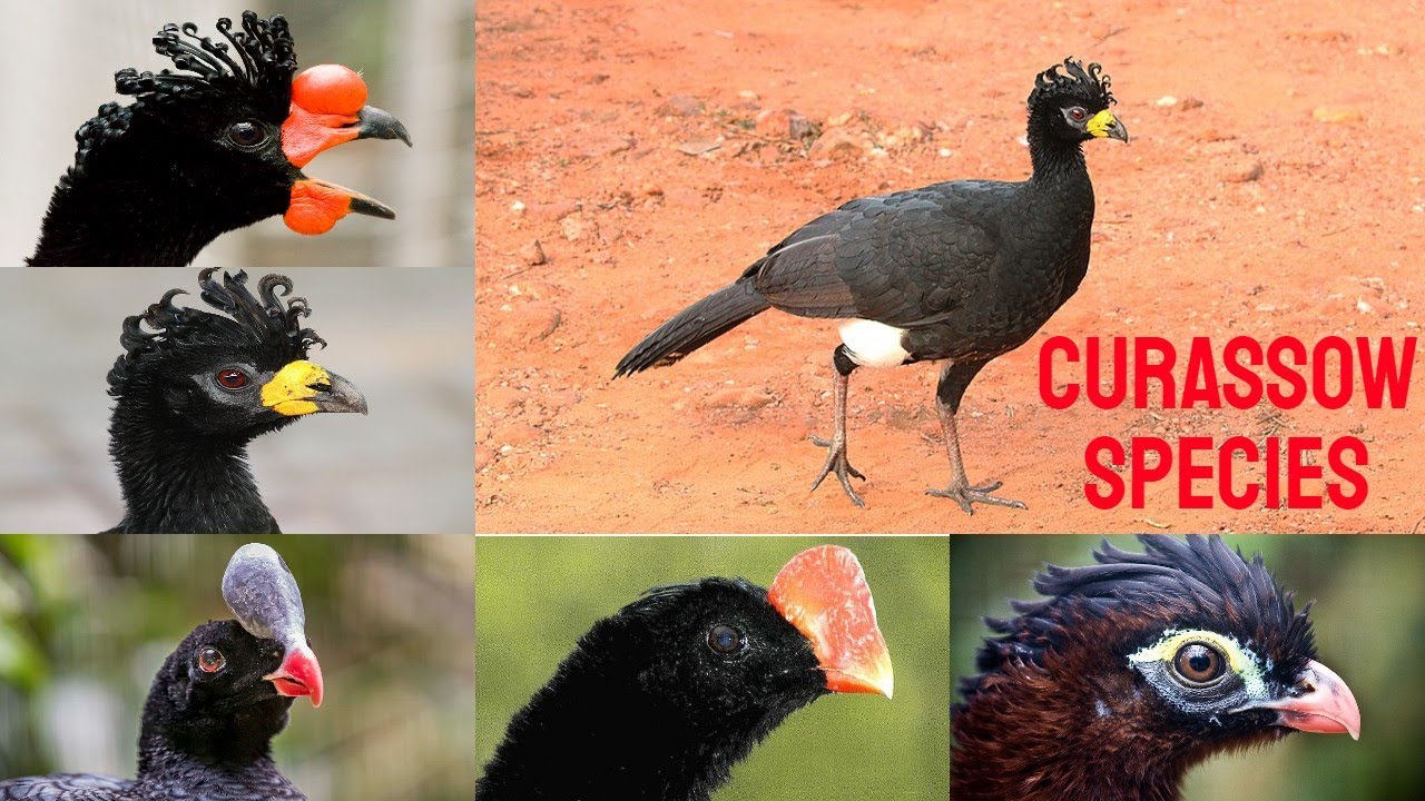 All Curassow Birds Species/ types of Curassow birds