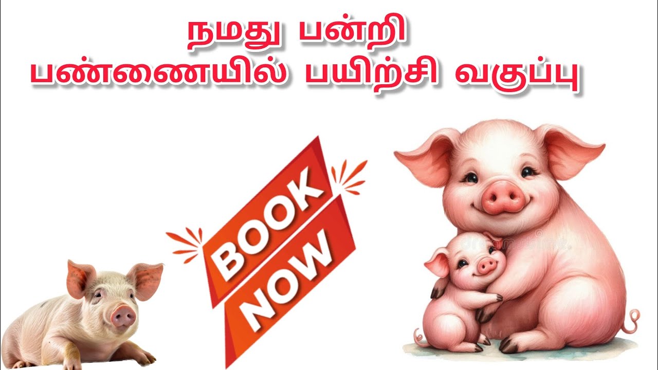 நமது பண்ணையில் பயிற்சி வகுப்பு நடந்து கொண்டிருக்கிறது |Pig Farm training going on #pigfarming 