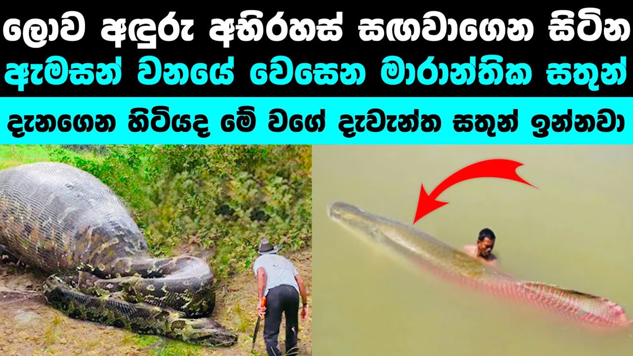 ඇමසන් වනයේ වෙසෙන මාරාන්තික සතුන් | Deadliest Monsters of the Amazon ☠️