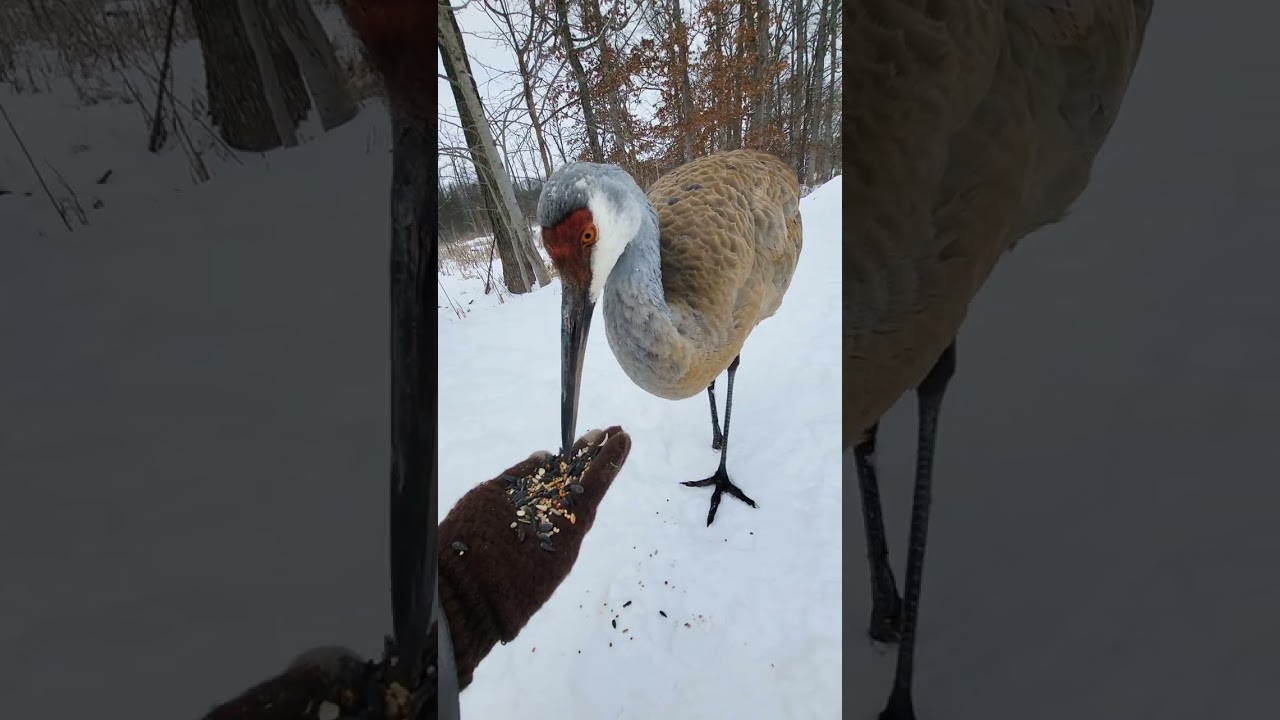 Feeding the wild birds in a cold weather 