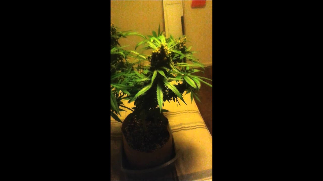 150 watt indoor grow final product (harvest)