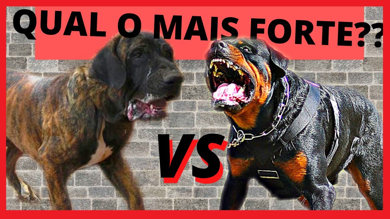 ROTTWEILER VS FILA BRASILEIRO