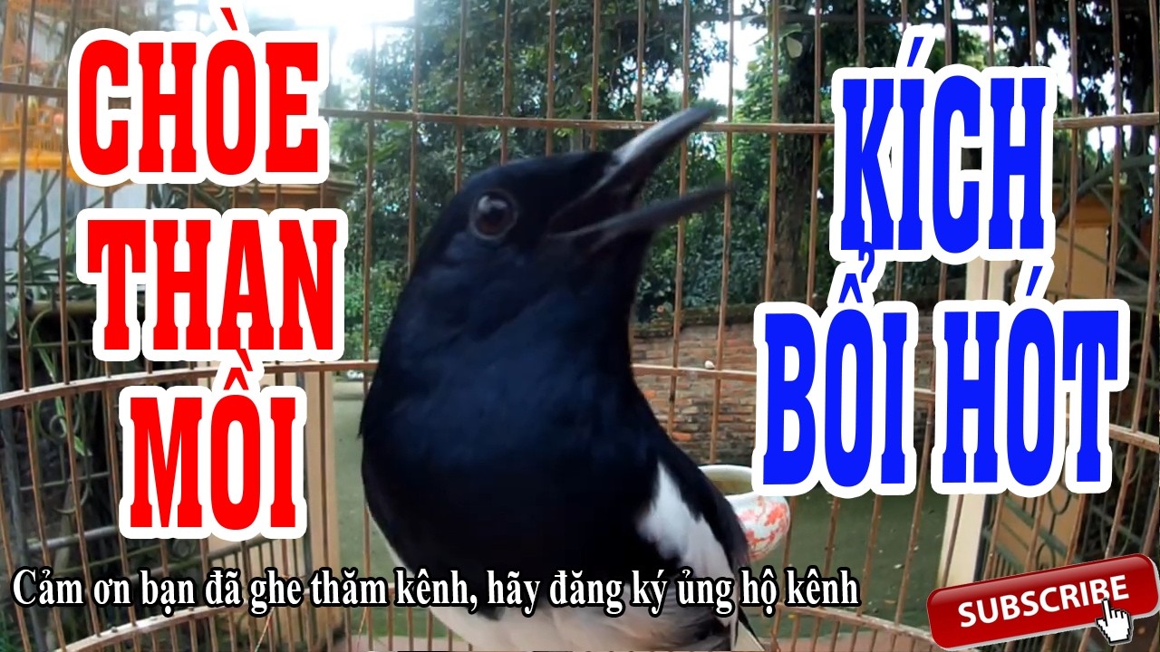 Chòe Than Rừng Hót Căng Lửa Cả Ngày Kích Bổi – Giọng Chuẩn Không Pha Tạp