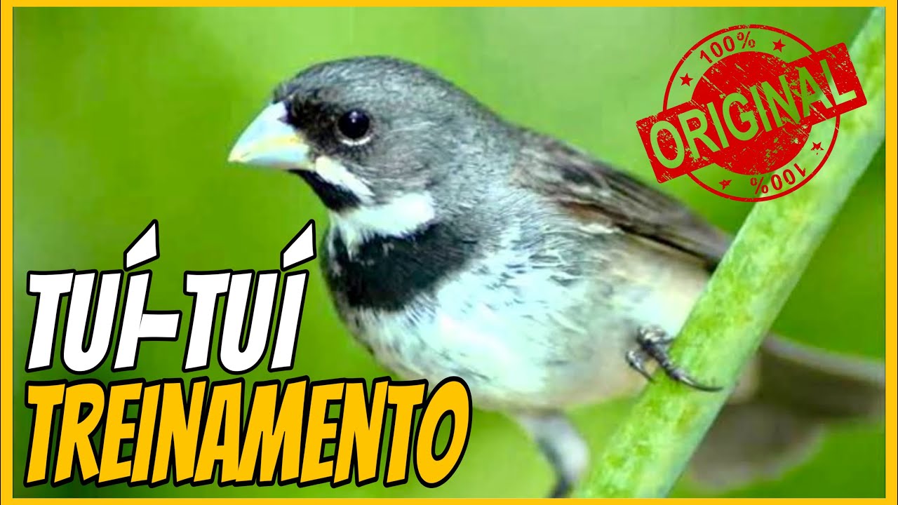 COLEIRO FLASH TU&Iacute;-TU&Iacute; TREINAMENTO COM INTERVALO