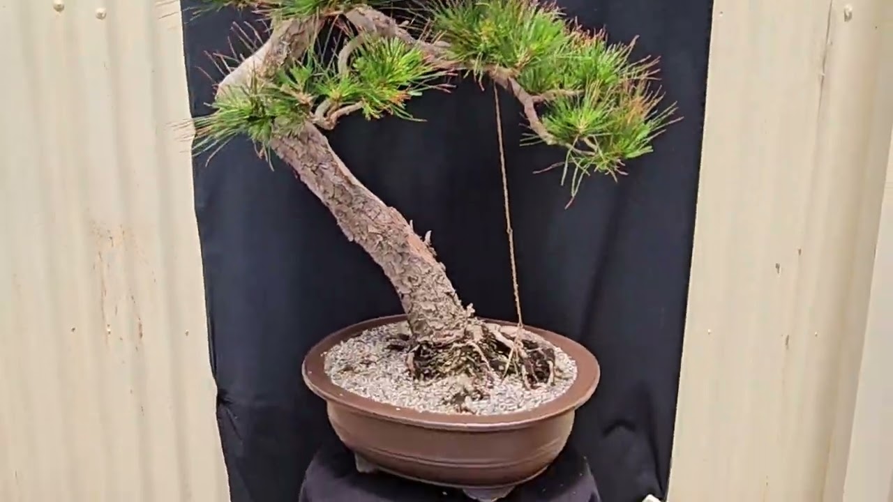Pinus Radiata - Monterey Pine Bonsai collected in 2011
