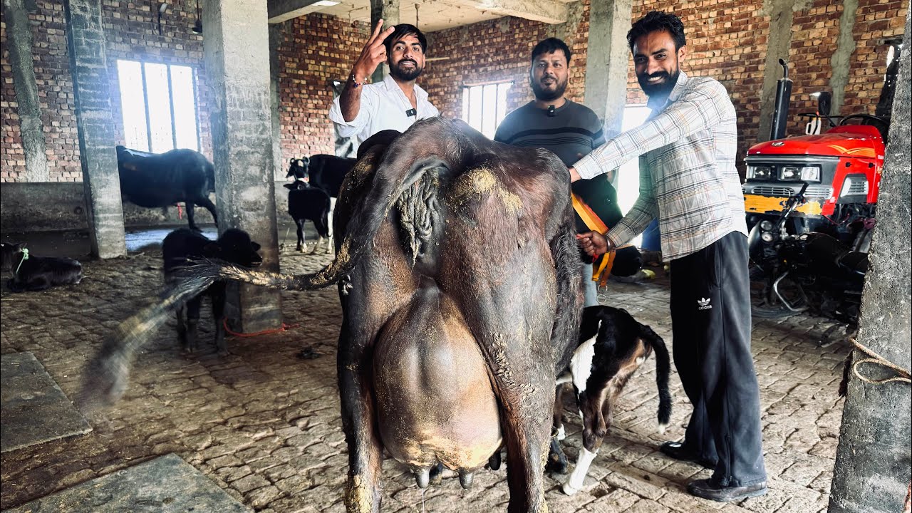 1-3-2024 ਫੋਨ 98146-24311 98150-97203 👈 5-7 ਝੋਟੀਆ ਵਿਕਾਊ ਨਾਲ ਵੈੜਾ ਲੱਖੇ ਕੋਲ ਤੇ ਜੱਸੇ ਕੋਲ