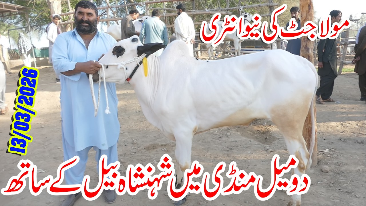 Today Domail Mandi Fatehjang Rate’s update13/Mar2026-Part03Sunny Video Fateh Jang Cow Mandi 2026