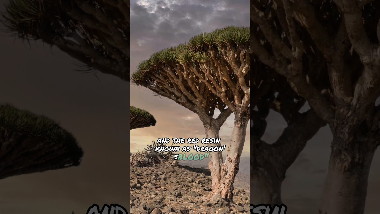 The dragon tree