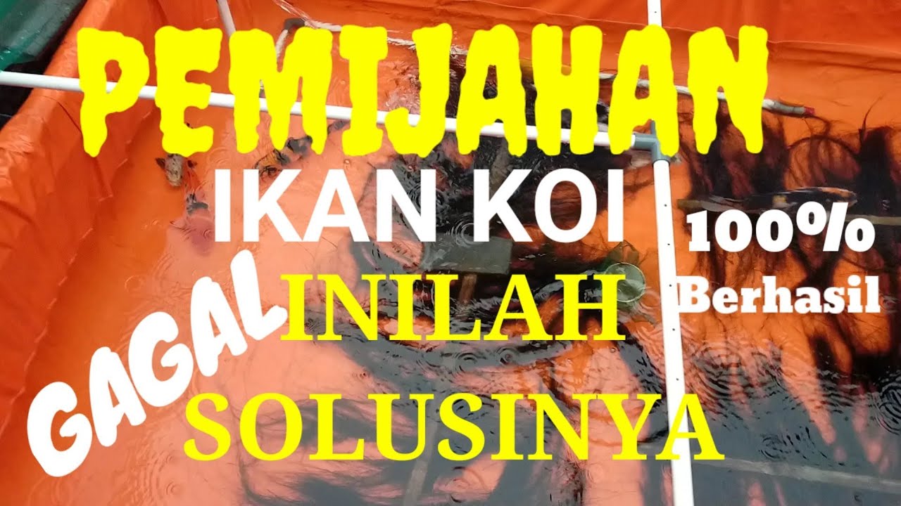 Indukan koi tidak Mijah ini solusinya dijamin 100% berhasil