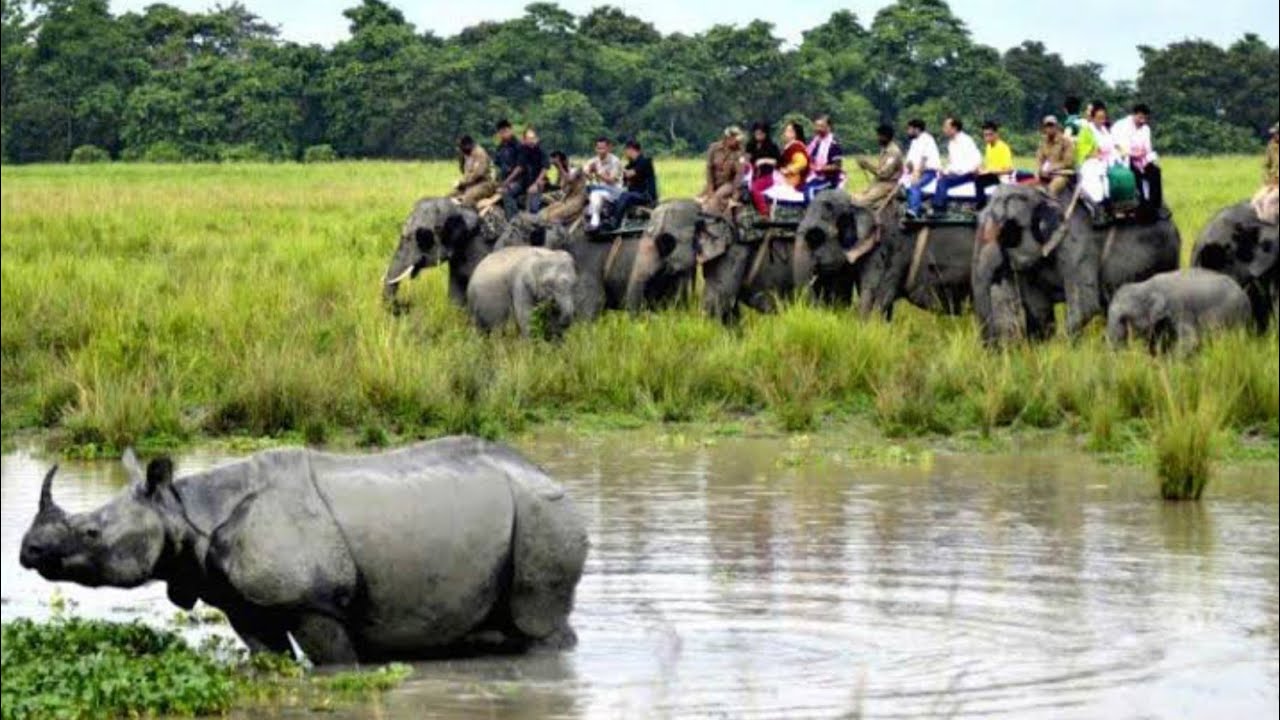 Elephant safari at Kaziranga national park