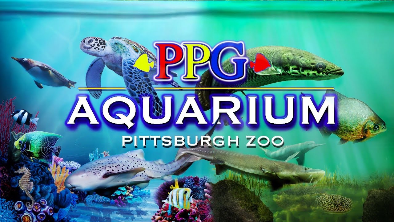 Zoo Tours: The Pittsburgh Zoo's PPG Aquarium
