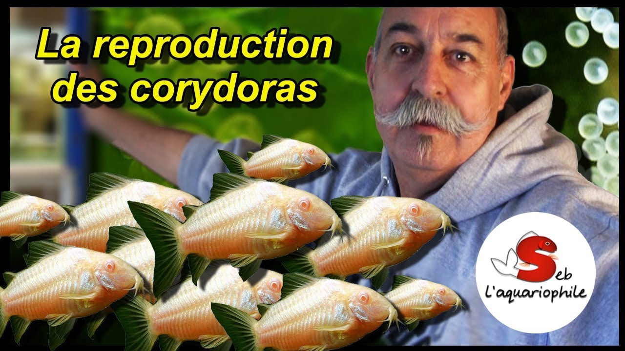 La reproduction des corydoras .  Nouveau portrait d'aquariophile ! ✔
