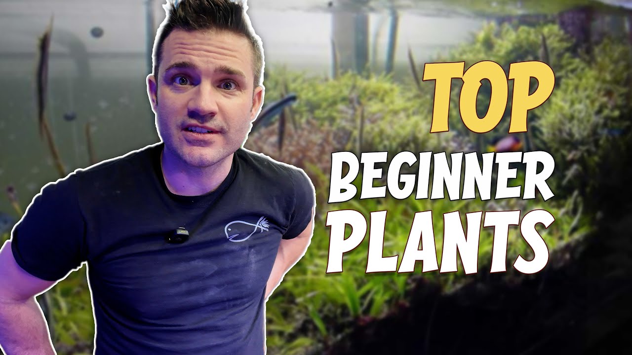 Beginner Plants for Your PLANTED AQUARIUM
