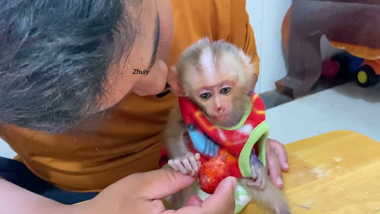 Baby Mnkey For Sittinq & Wait Food