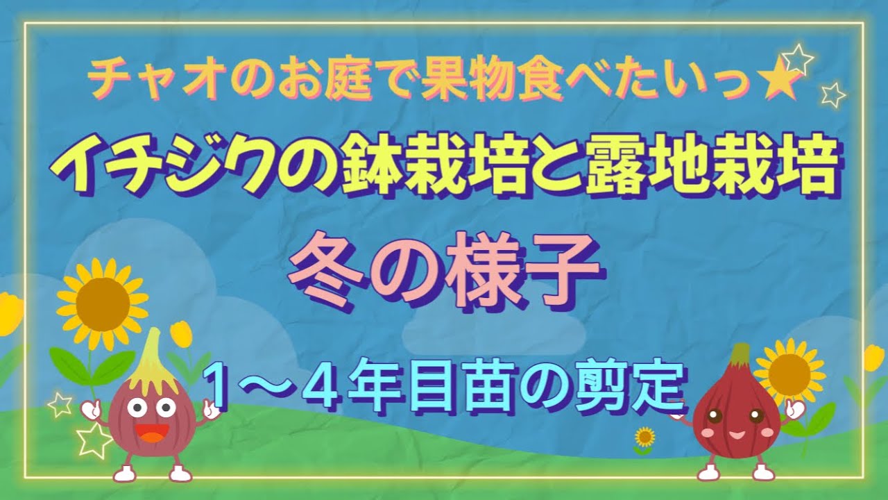 【イチジク】鉢栽培と露地栽培の冬の様子