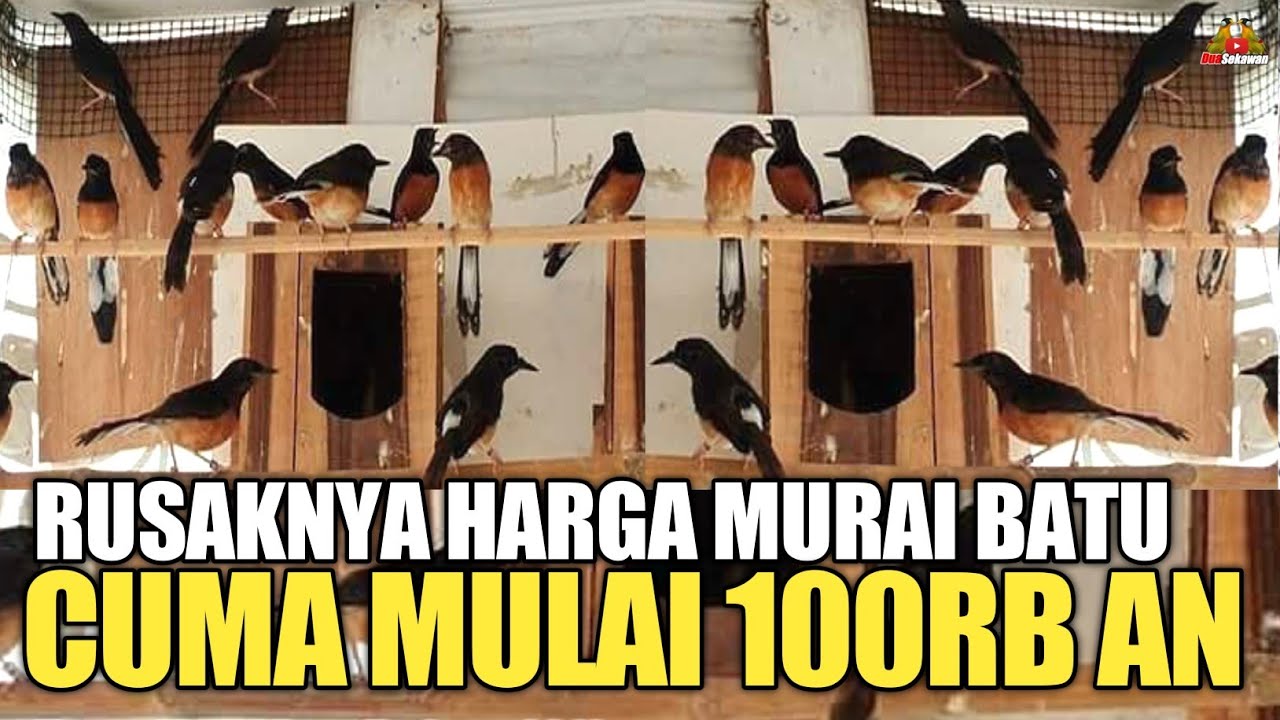 RUSAKNYA HARGA MURAI BATU ! RATUSAN EKOR CUMA MULAI 100RB AN !