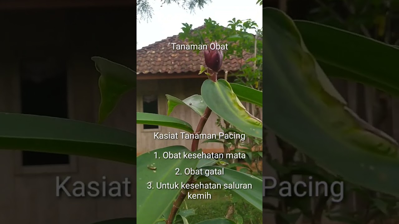 Khasiat Pacing || Tanaman Obat 