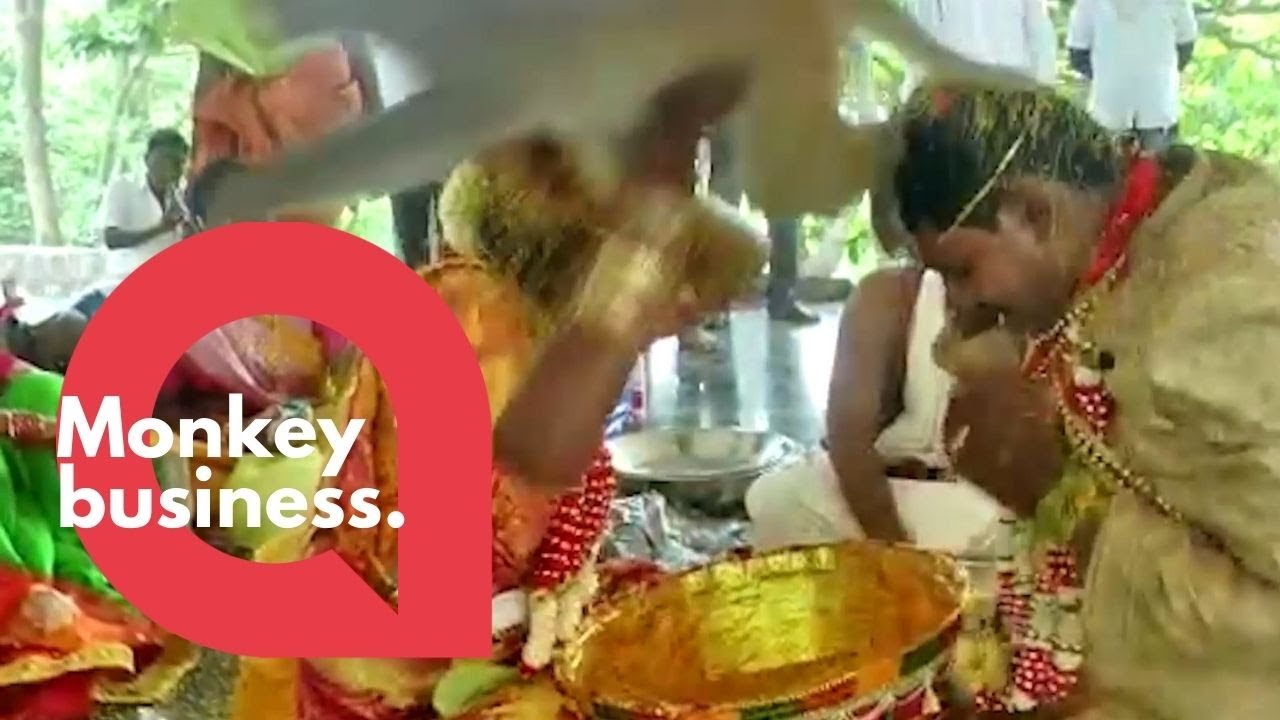 Bride gets a fright when a MONKEY jumps on her head | SWNS