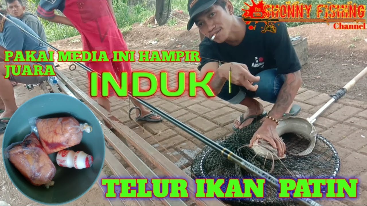 UMPAN GALATAMA LELE TELUR PATIN || HAMPIR JUARA INDUK