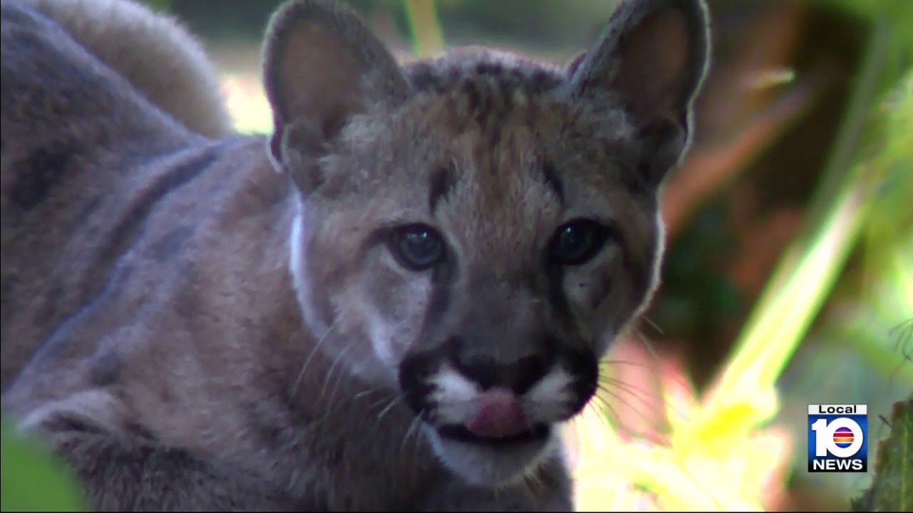 Flamingo Gardens welcomes little puma named 'Sabal'