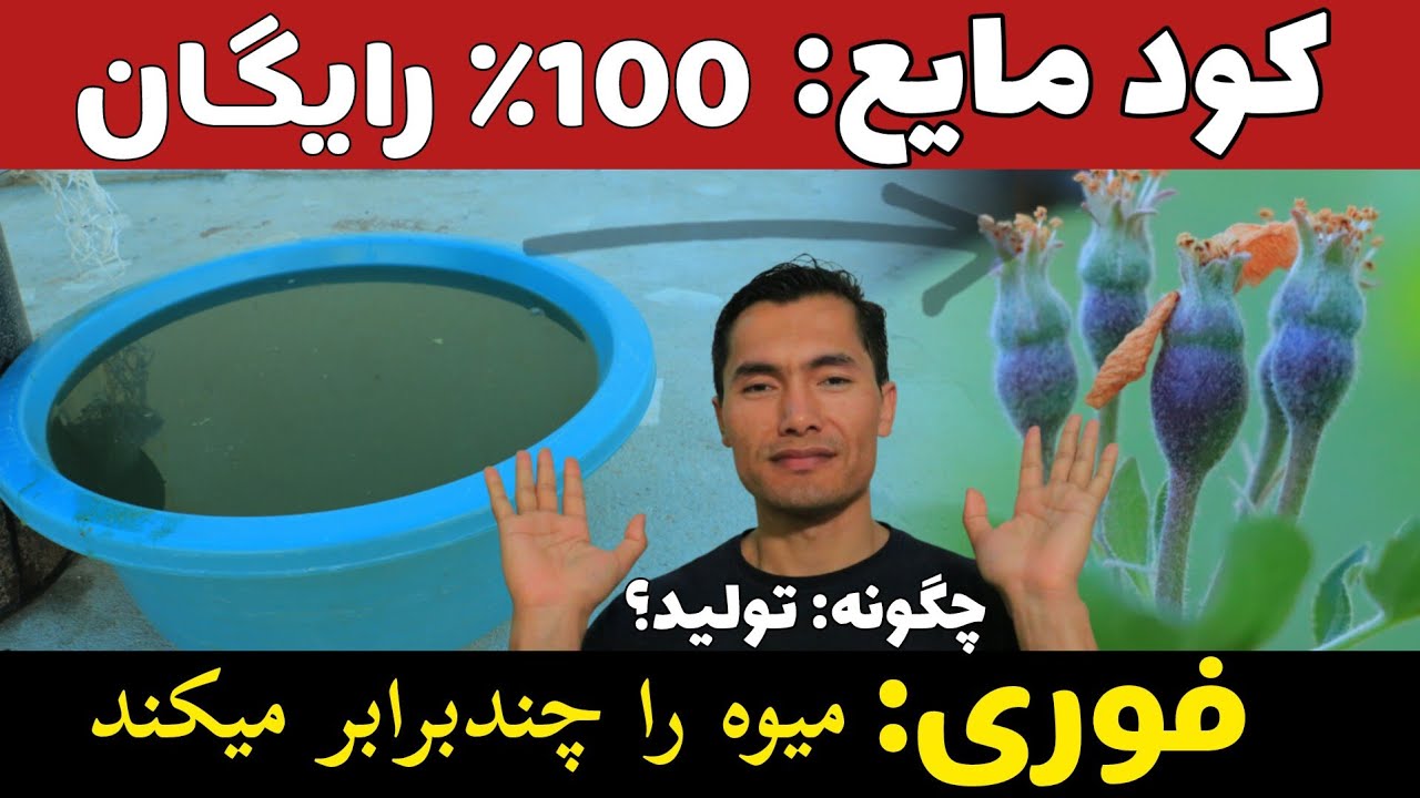 آسان ترین روش تولید کود مایع 💥 در خانه | رشد و میوه را چندبرابر میکند