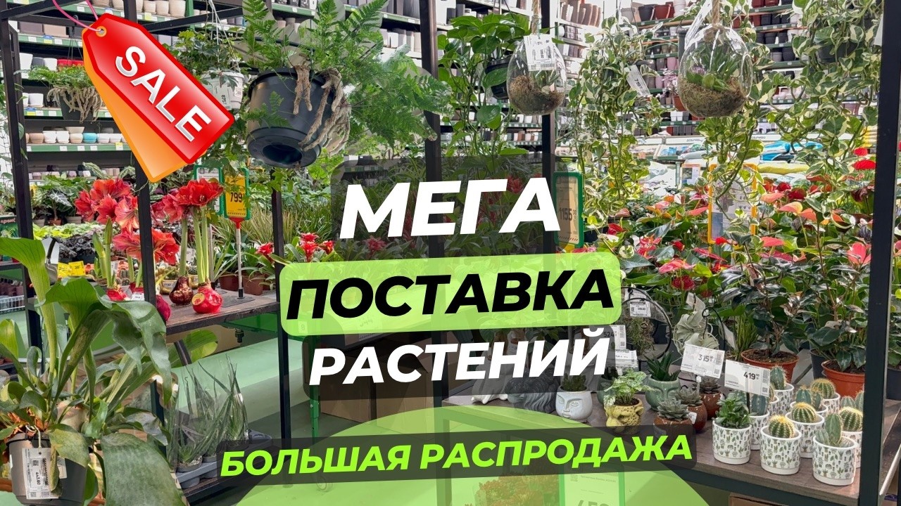 МЕГА-ПОСТАВКА растений. Море уценок, супер-низки цены на уценки.