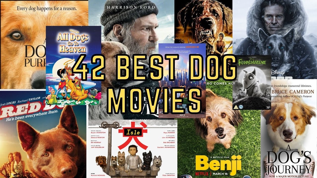 The 42 Best Dog Movies to Watch