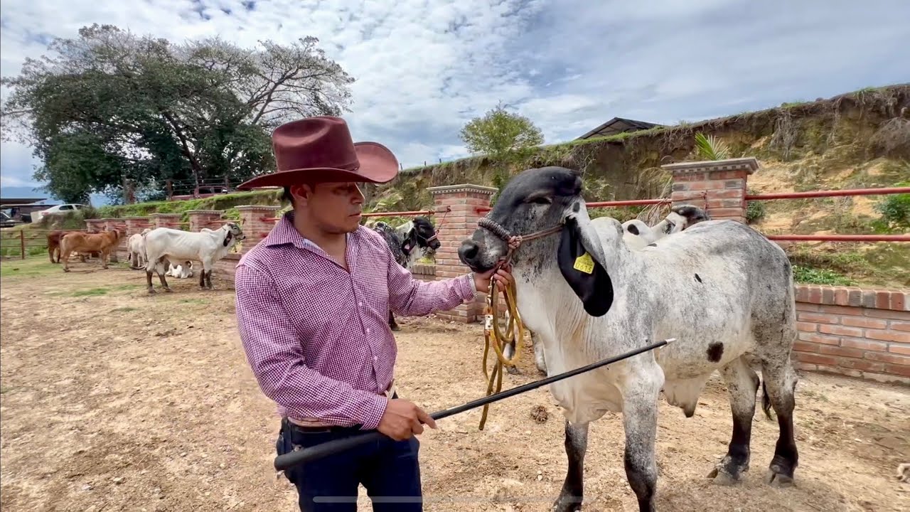 Así es Rancho San Juan Creadores De Ganado Brahmán Rojo Americano Y Sardo Negro #rancho #sanjuan