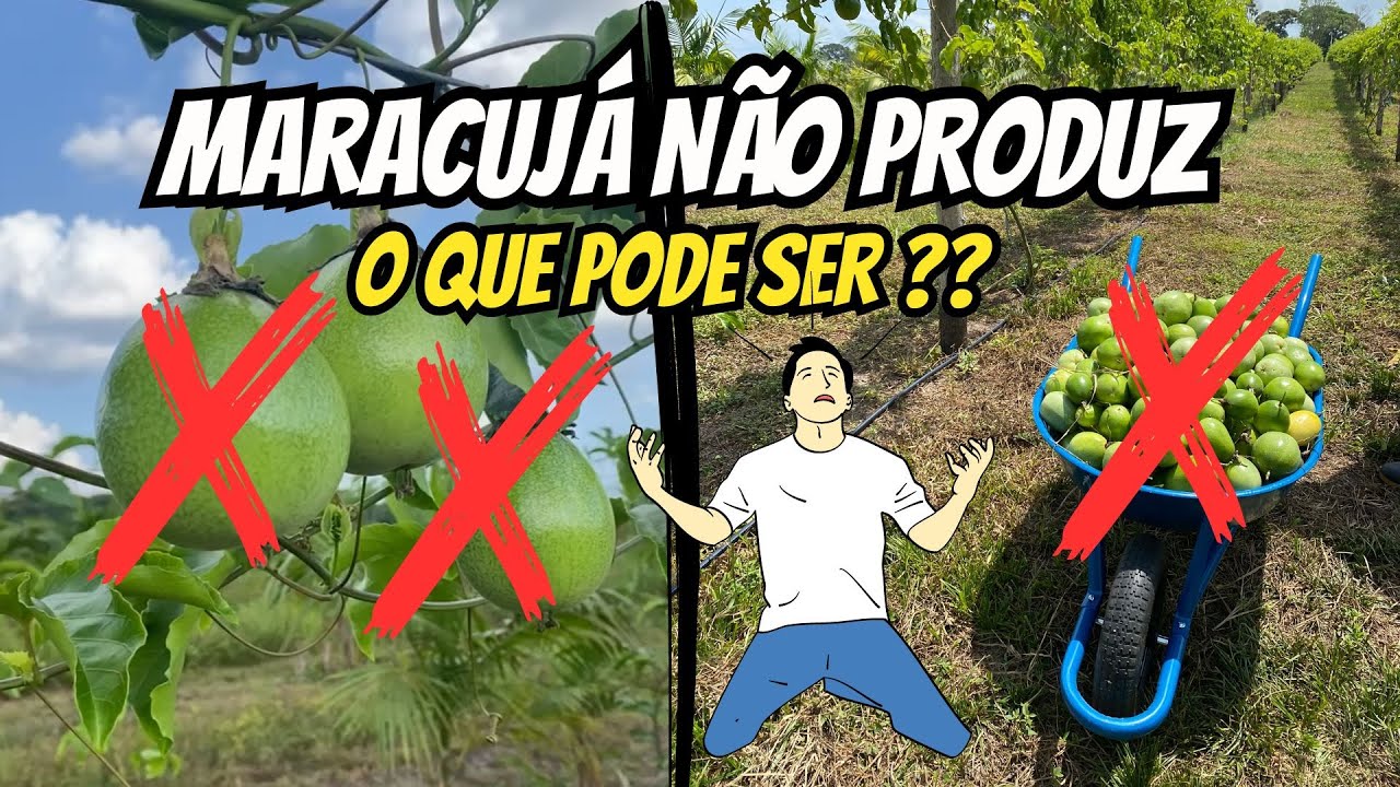 Maracujá não produz, POR QUE? 3 etapas pra resolver esse problema