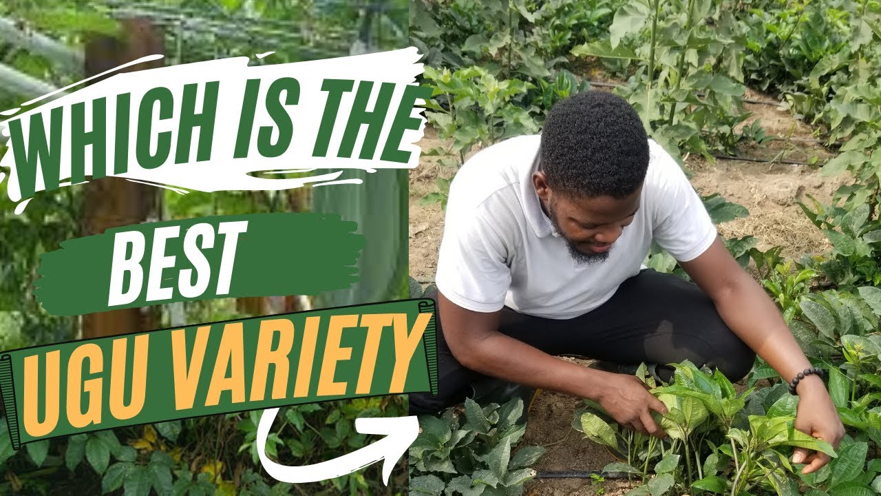 UGU VARIETIES: How to Identify and Which Ugu Variety You Should Buy/ Which Ugu variety is best?