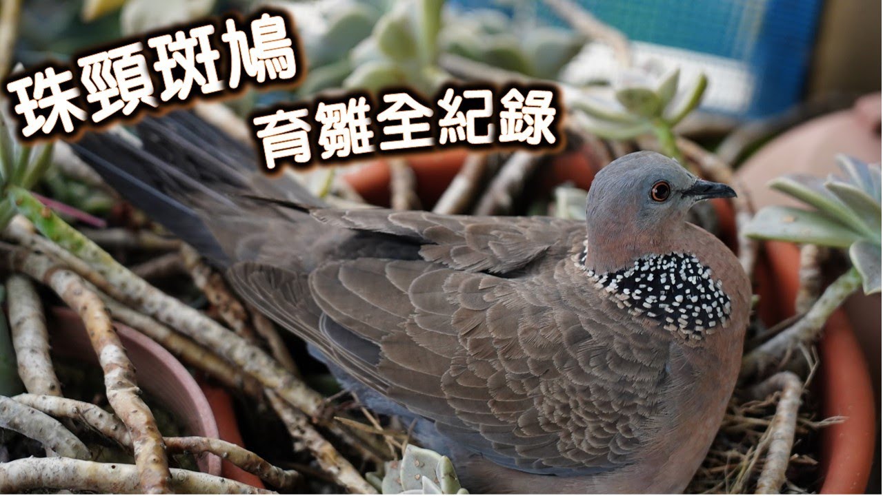 珠頸斑鳩育雛全紀錄(縮時攝影)