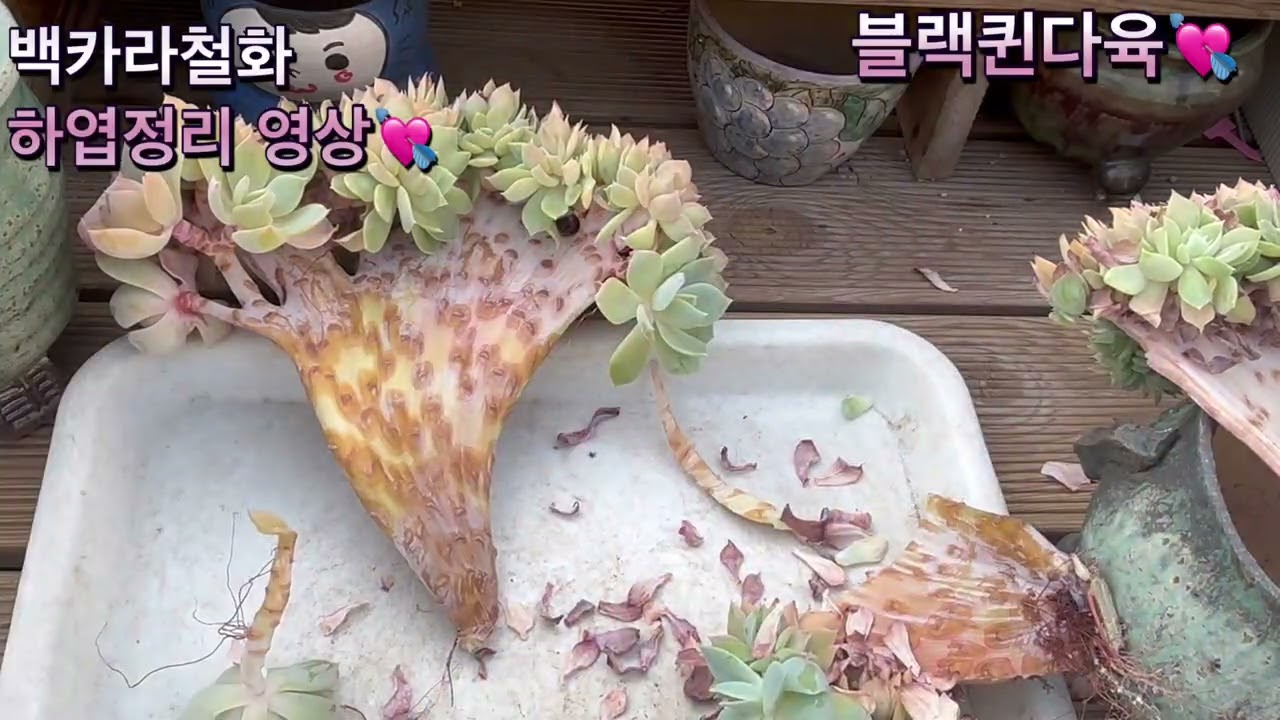 2/4)🌺백카라철화~하엽정리~깍지조심💘 