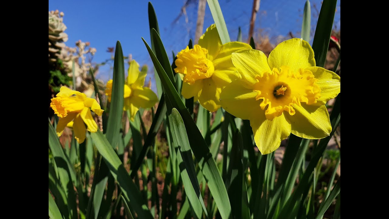 Cuidados del Narciso / Narcissus / Narcisos