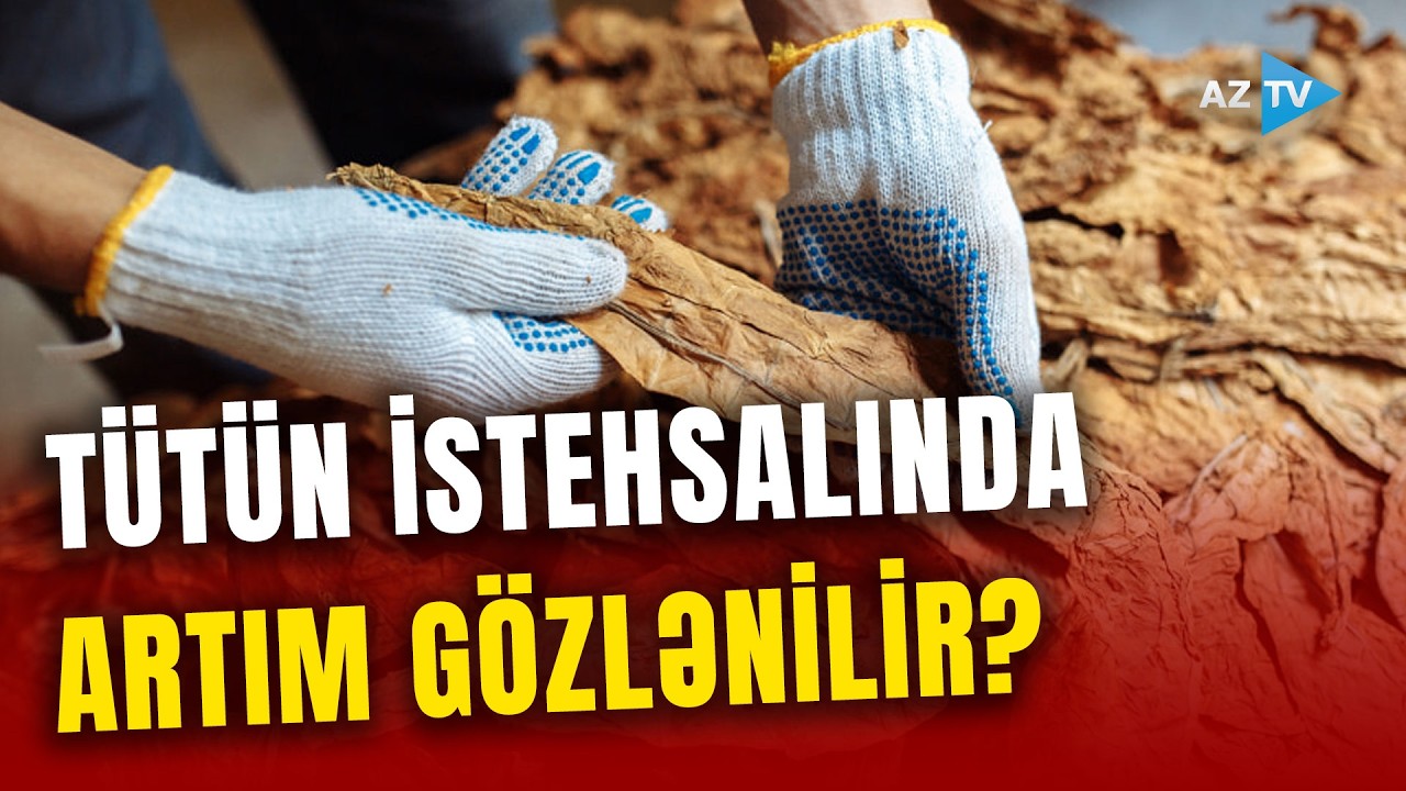 Şəkidə tütün mövsümü başlayır – Fermerlərin bu il gözləntiləri necədir?
